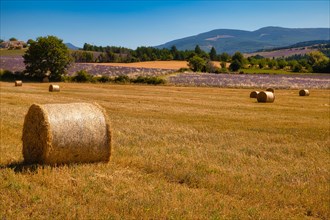 Straw bales and lavender