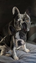 Adult and puppy French bulldogs looking at camera