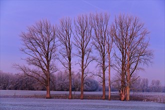 Frosty winter morning with bare deciduous trees