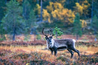 Reindeer bull in the forest with autumn colors in Lapland