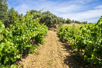 Wonderful view of traditional vineyard