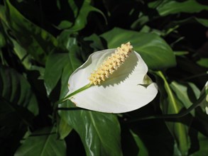 Calla plant