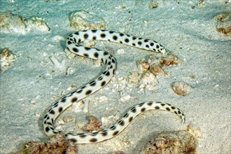 Spotted snake eel