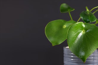 Tropical 'Peperomia Polybotrya Radiator Plant' house plant with thick heart-shaped leaves in gray flower pot on dark black background