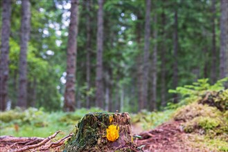 Yellow Clavarioid fungi growing on a tree stump in a spruce forest in Sweden