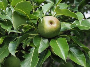 Green pear fruit food