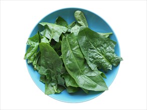 Green spinach leaves in a dish isolated over white
