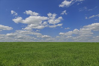 A green meadow with horizon on a beautiful bright summer day with blue sky and white clouds