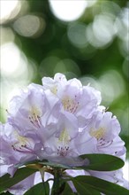 Magnificent rhododendron