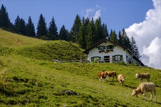 Setzbergalm with young cattle