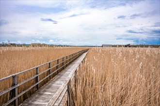 Footbridge on the lake with reeds