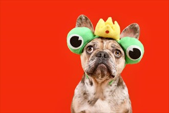 Funny French Bulldog dog wearing frog costume headband with crown and big eyes on red background with copy space