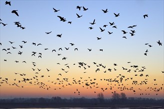 Wild geese flying over flooded meadows on the Rhine in the morning red