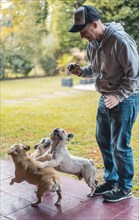 Caucasian male playing with three french bulldogs in his backyard