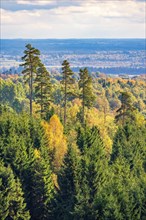 Landscape view at a mixed forest with high pine trees in autumn colors at Sweden
