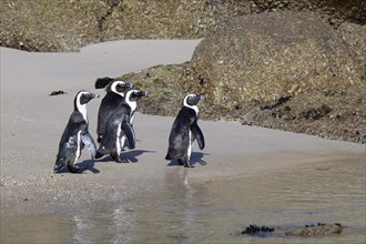 Group of African Penguins