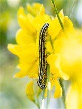 Caterpillar on broom