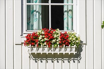 Flower box with red and white flowers at a window of a white wooden house