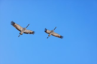 Pair of Crane flying at a clear blue sky vid Horborgasjoen i Sverige