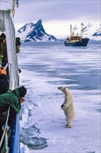 Polar bear standing on the ice by a ship for nature tourism with passengers taking photos in Svalbard