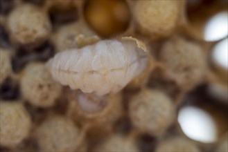 Honeycomb with drone brood