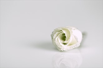 A single white rose lies on a white background