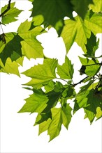 Maple leaves on a branch