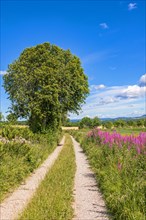Dirt road in the countryside with blooming fireweed
