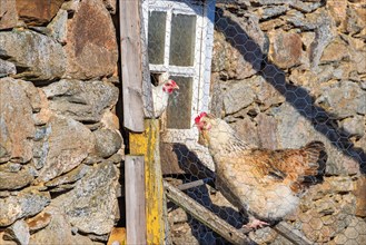 Free-range hens entering a window in a hen farm in the countryside in Sweden