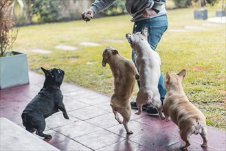 Man holding an old tennis ball and playing with four french bulldogs in his backyard
