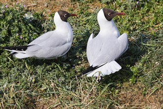 Black-headed Gulls