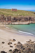 Sheep on the coast at the Butt of Lewis