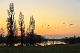 Wild geese flying over the Altrhein at dawn