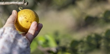 Close up of a woman hand harvesting ripe lemons. copy space