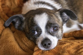 Small Chihuahua dog on blanket