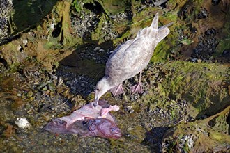 Seagull eats fish remains