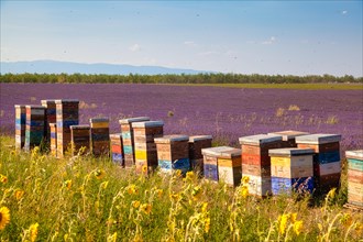Beehives in a lavender field