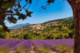 View of the village of Aurel with lavender field