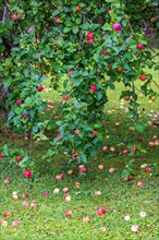 Apple tree in a garden with fall fruit on the ground