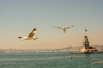 Seagull in a sky with a Maiden`s tower at the back