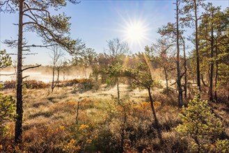 Pine forest on a bog with fog and sunshine in autumn