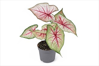 Beautiful exotic 'Caladium White Queen' plant with white leaves and pink veins in pot isolated on white background