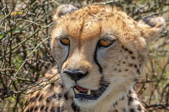 Close up at a Cheetah