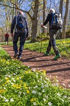 Men with rucksacks walking on a footpath in the forest with blooming wood anemone
