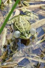 Frog with sound bubbles