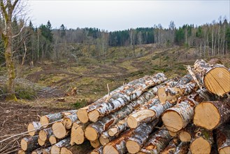 Birch logs in a pile at a clear-cutting site