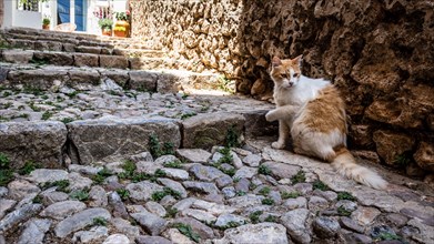 Cat on cobblestone stairs in the old town