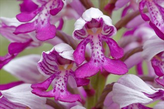 Military orchid