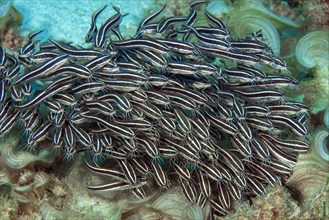 Small school of poisonous fish striped eel catfish
