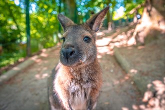 Portrait of a Bennett's kangaroo